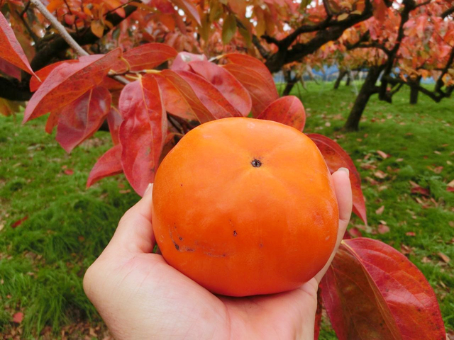 14. フルーツ狩り / 全国