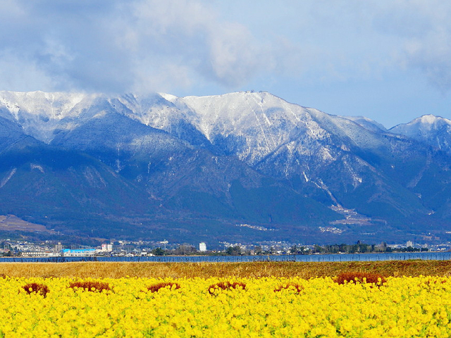 10. 滋賀・第1なぎさ公園の菜の花