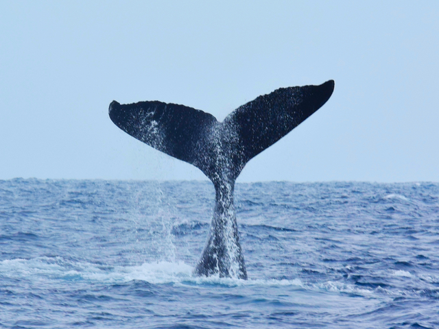 18. 沖縄・ホエールウォッチング