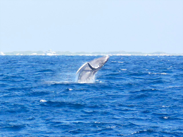 18. 沖縄・ホエールウォッチング