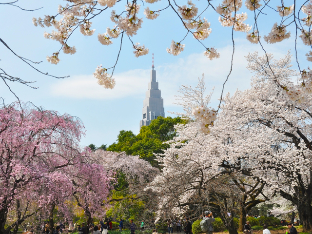 新宿御苑 / 東京