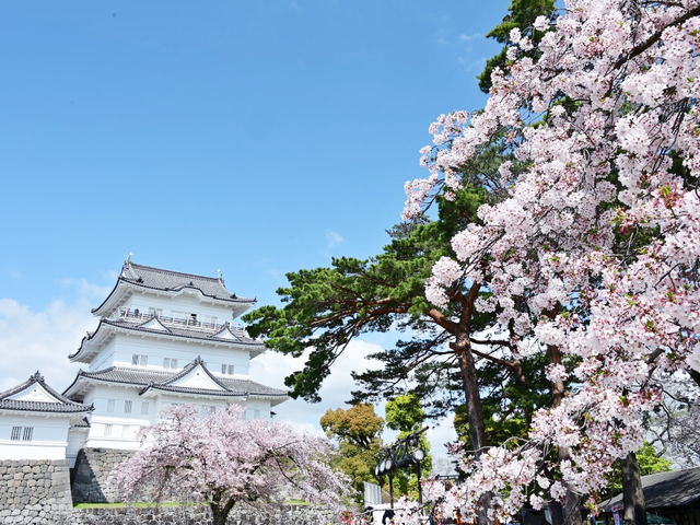 小田原城址公園 / 神奈川