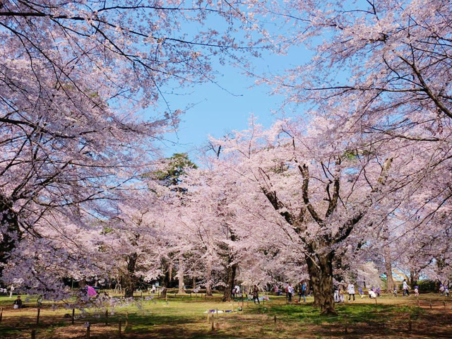 大宮公園 / 埼玉