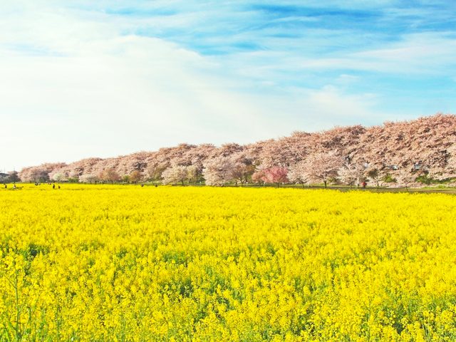 幸手権現堂桜堤 / 埼玉