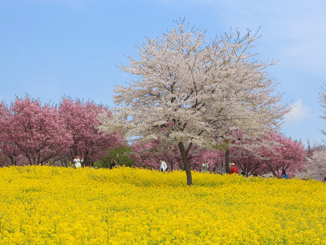 赤城南面千本桜 / 群馬
