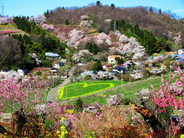 花見山公園 / 福島
