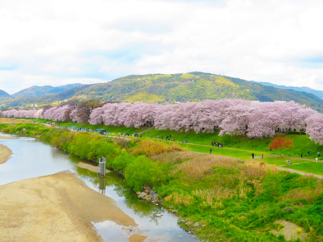 淀川河川公園背割堤地区 / 京都