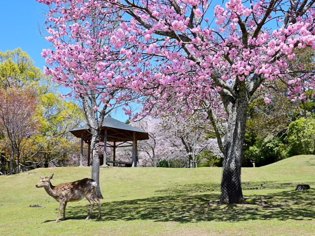 奈良公園 / 奈良
