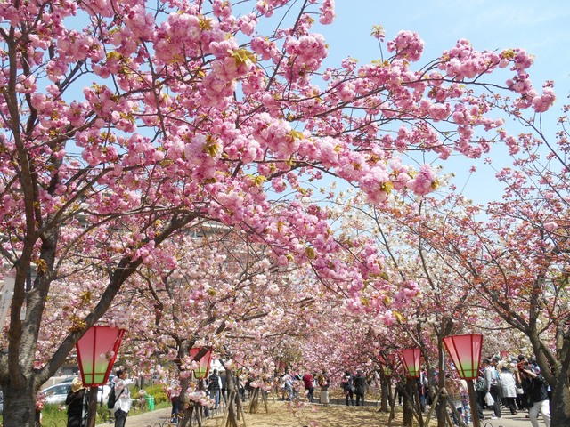 造幣局桜の通り抜け / 大阪
