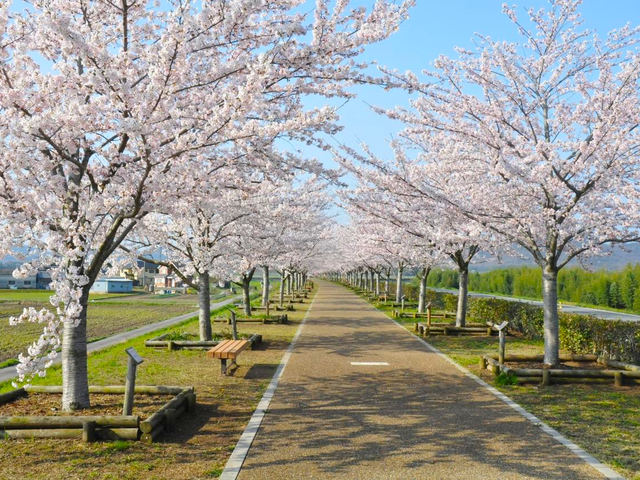 おの桜づつみ回廊 / 兵庫