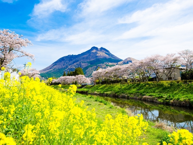 大分川沿いの桜並木 / 大分
