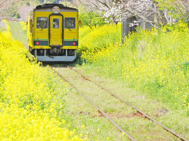いすみ鉄道と小湊鉄道 / 千葉