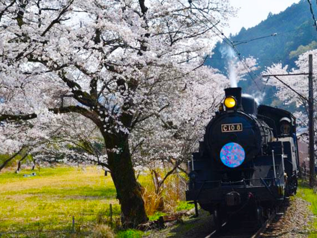 大井川鐵道の桜トンネル / 静岡
