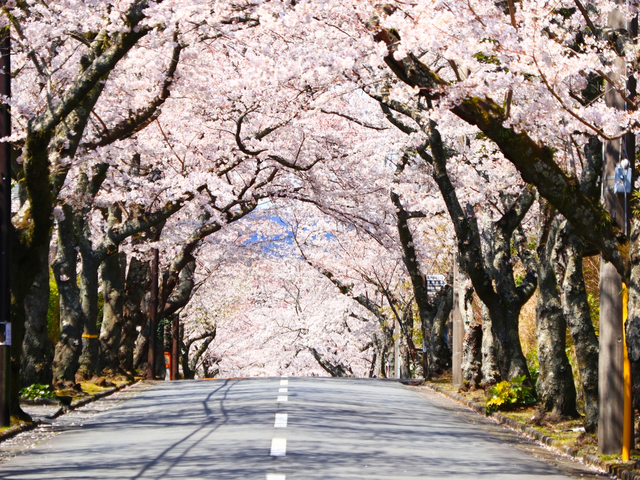 伊豆高原桜並木 / 静岡