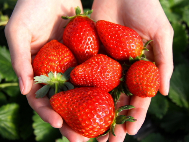 イチゴ狩り / 栃木