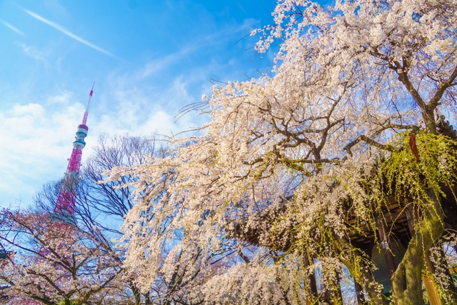 22年 東京の桜の名所15選 花見が楽しめる絶景スポットを紹介 トラベルマガジン