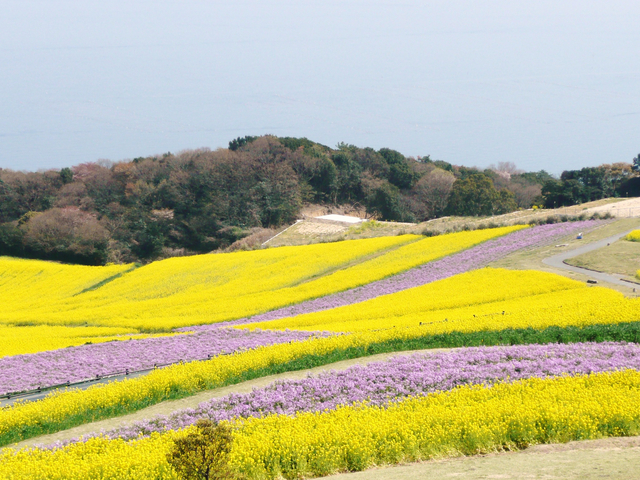 関西近郊の絶景花畑スポット 22年版 見ごろやイベントも紹介 トラベルマガジン