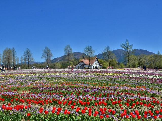 滋賀農業公園 ブルーメの丘 / 滋賀