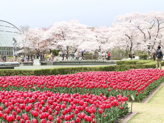 京都府立植物園 / 京都