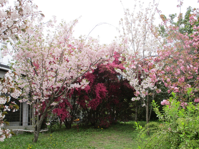 京都府立植物園 / 京都