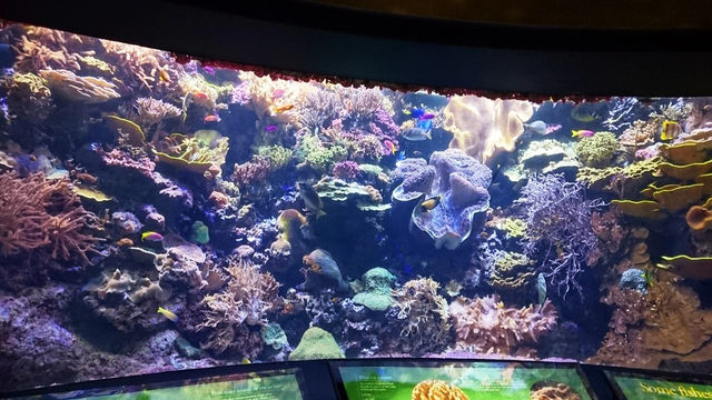 シェッド水族館