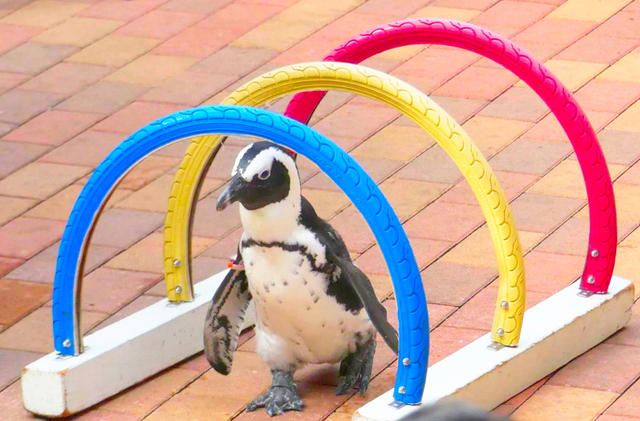 マクセル アクアパーク品川