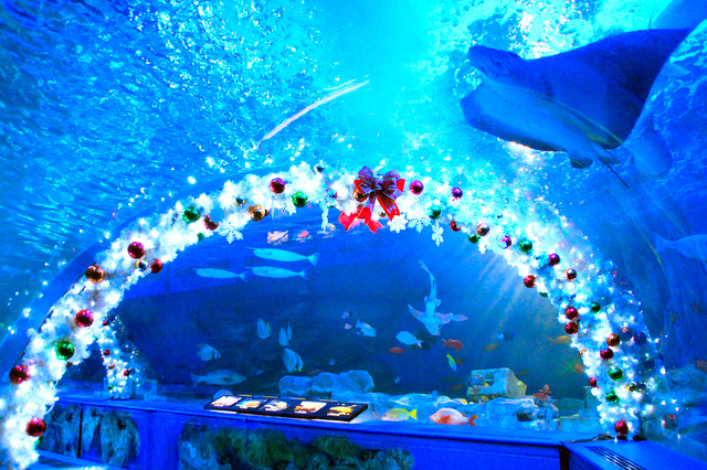 しながわ水族館