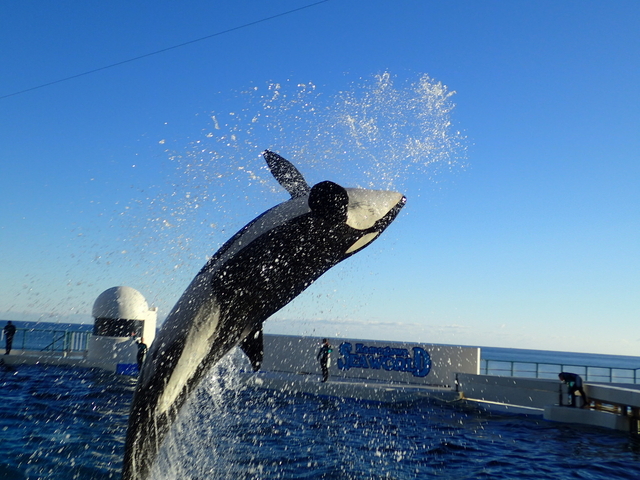 鴨川シーワールド