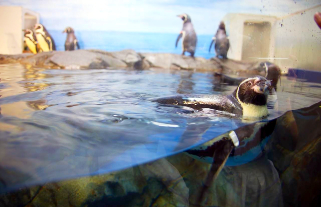 新江ノ島水族館