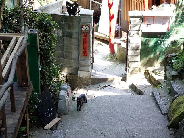 猫の細道