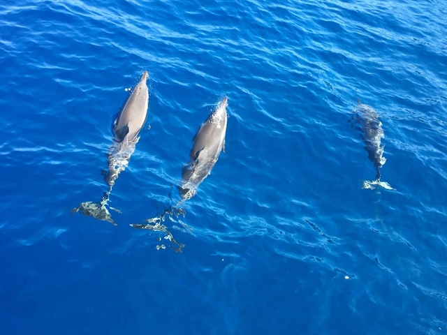 スキューバ カンパニー マリンスポーツ