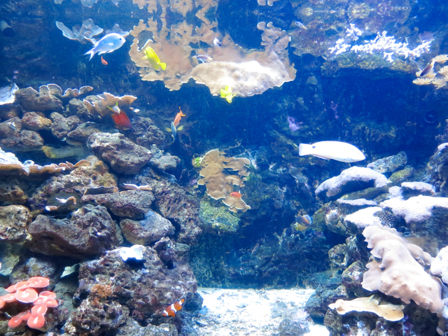 アンダーウォーターワールド