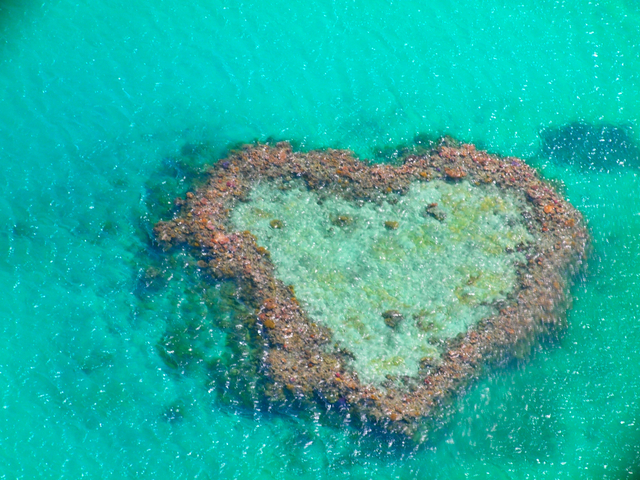 グレート バリア リーフ