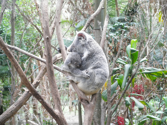 カランビン ワイルドライフ サンクチュアリー