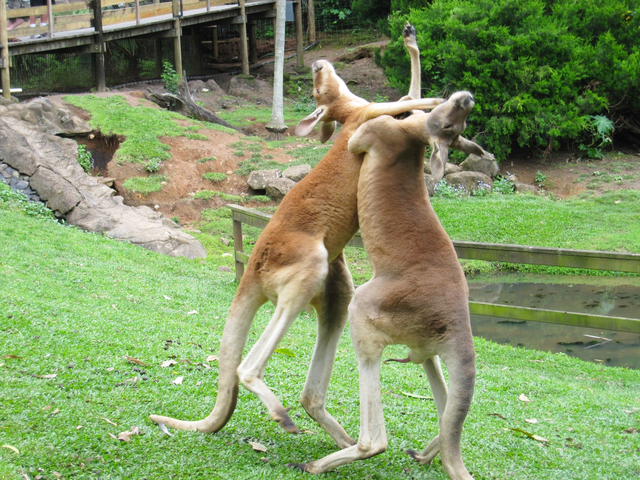 カランビン ワイルドライフ サンクチュアリー