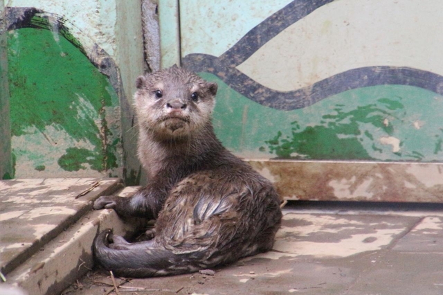 コツメカワウソ