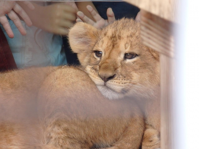 桐生が岡動物園
