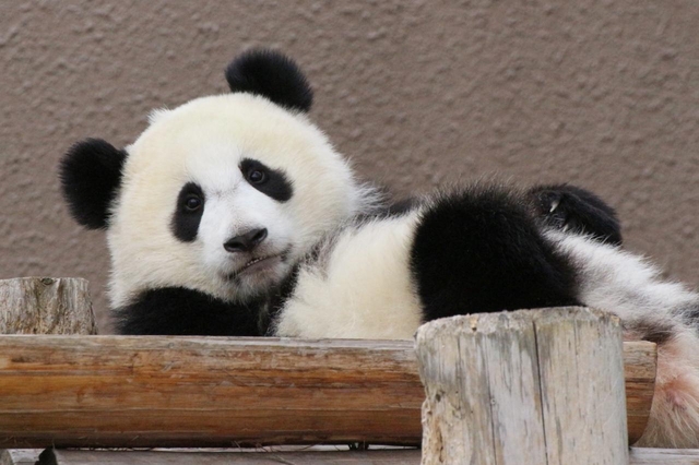 パンダ