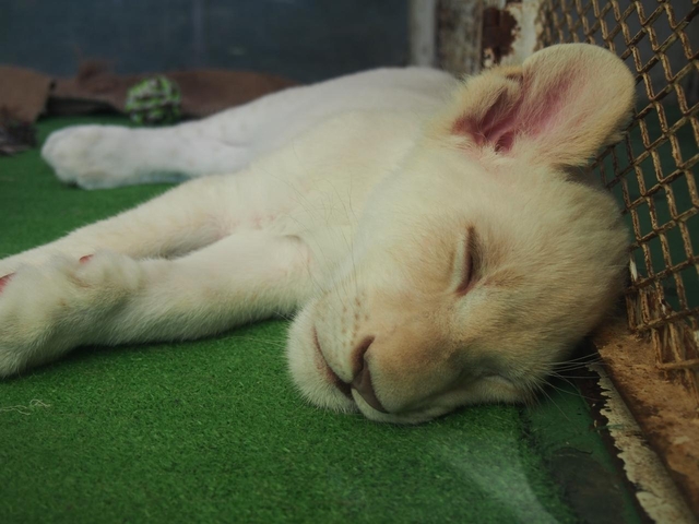 姫路セントラルパーク