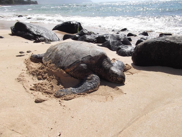 ラニアケアビーチ