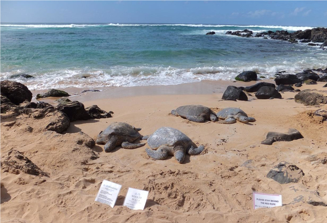 ラニアケアビーチ