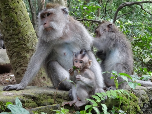 モンキー フォレスト