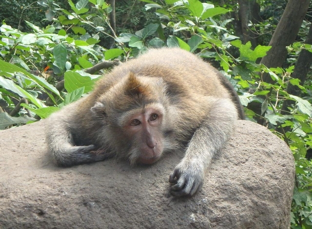 モンキー フォレスト