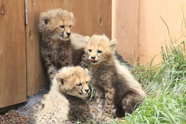 五つ子のチーターの赤ちゃん