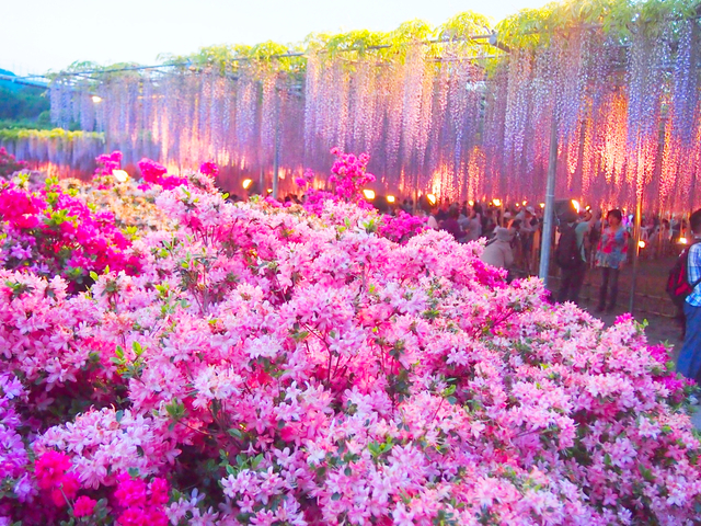 あしかがフラワーパーク