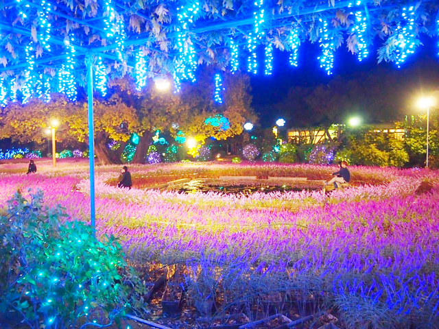 あしかがフラワーパーク