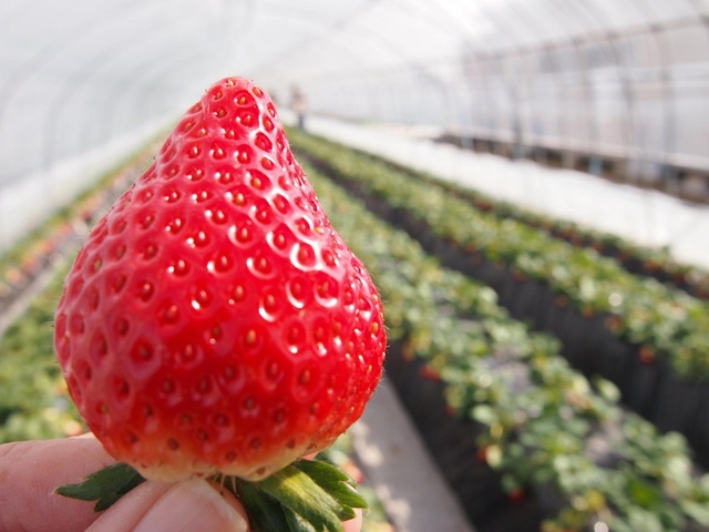 イチゴ狩り
