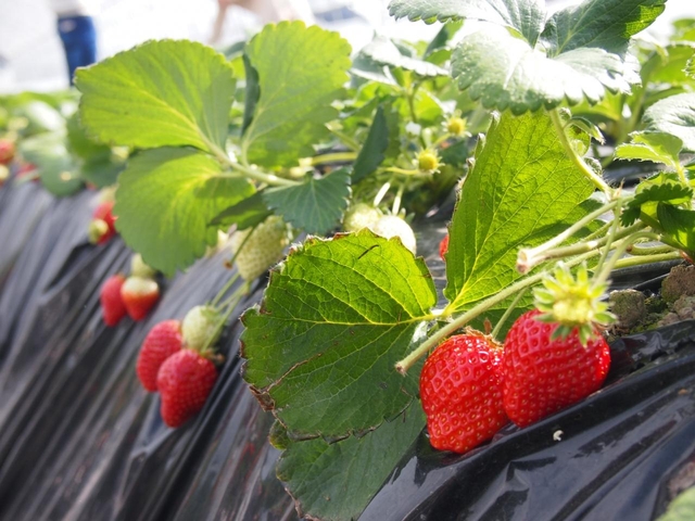 イチゴ狩り