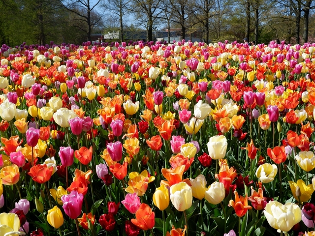 キューケンホフ公園