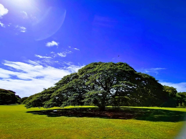 モアナルア ガーデン